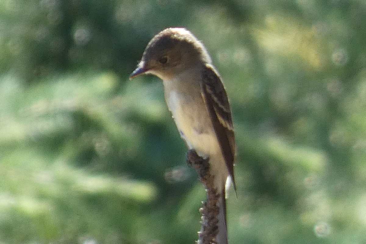 Mosquero (Empidonax) sp. - ML480510001