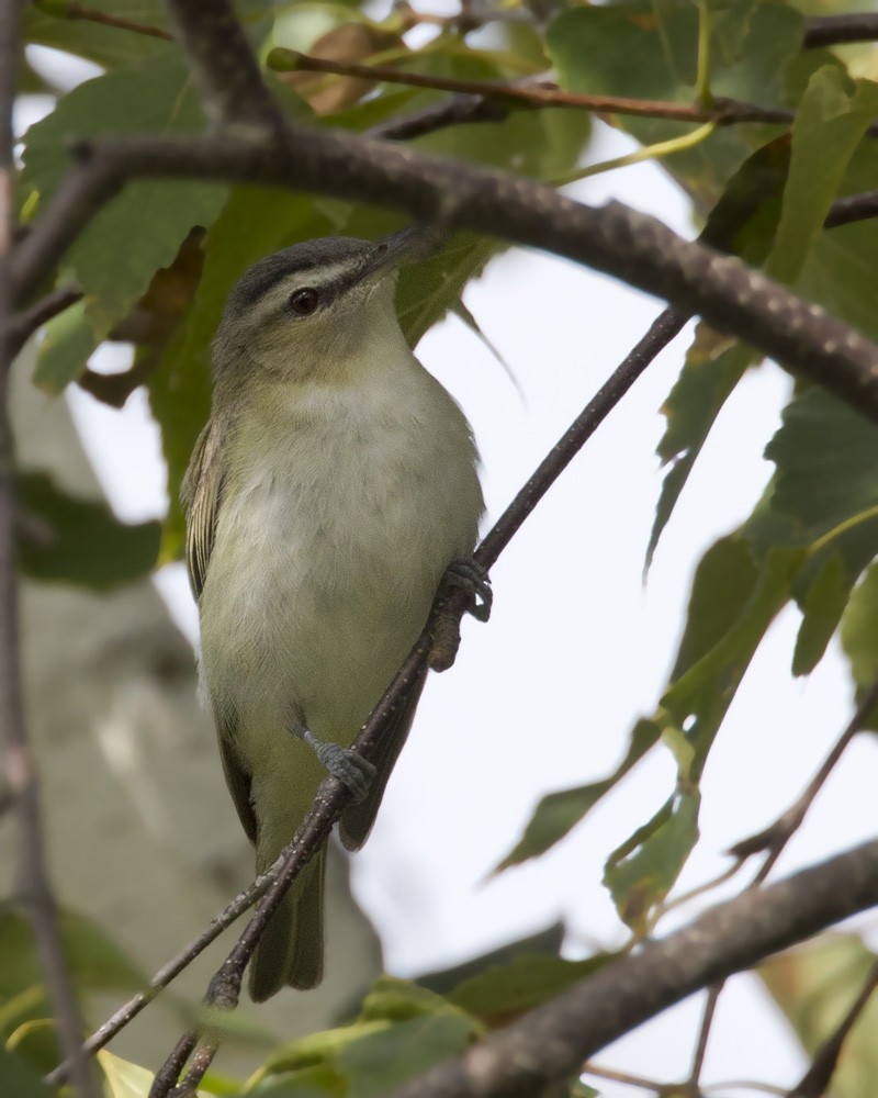 Rotaugenvireo - ML480510791