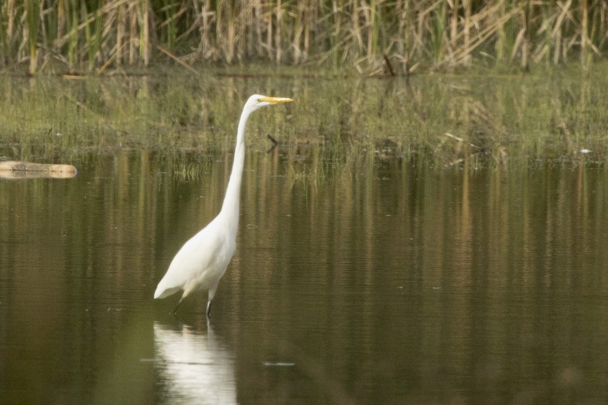 Great Egret - ML480511601