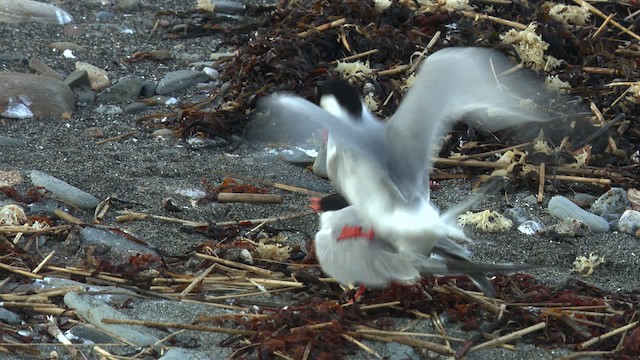 Common Tern - ML480512