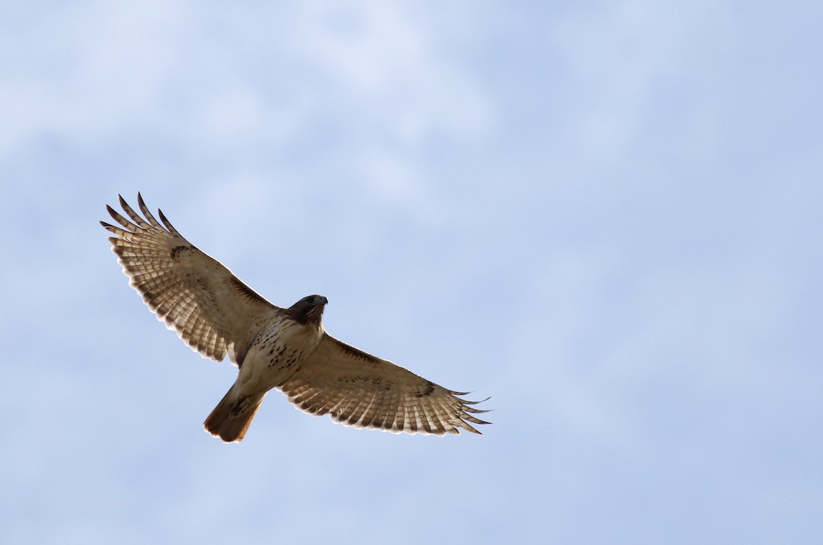 Red-tailed Hawk (borealis) - ML48051281