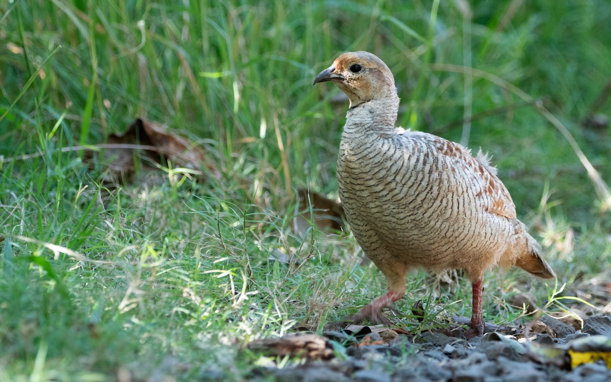 Gray Francolin - ML480513461