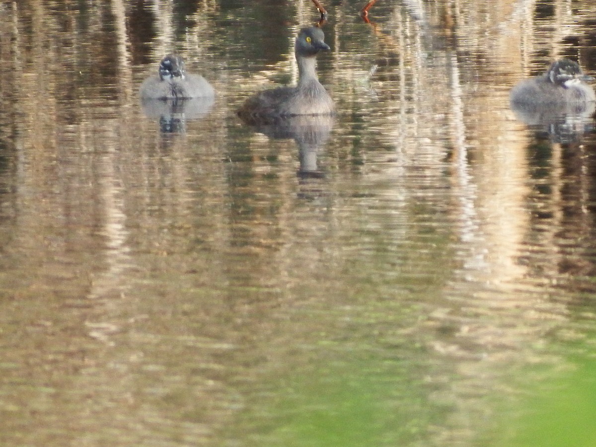 Least Grebe - Randolph "Casper" Burrows