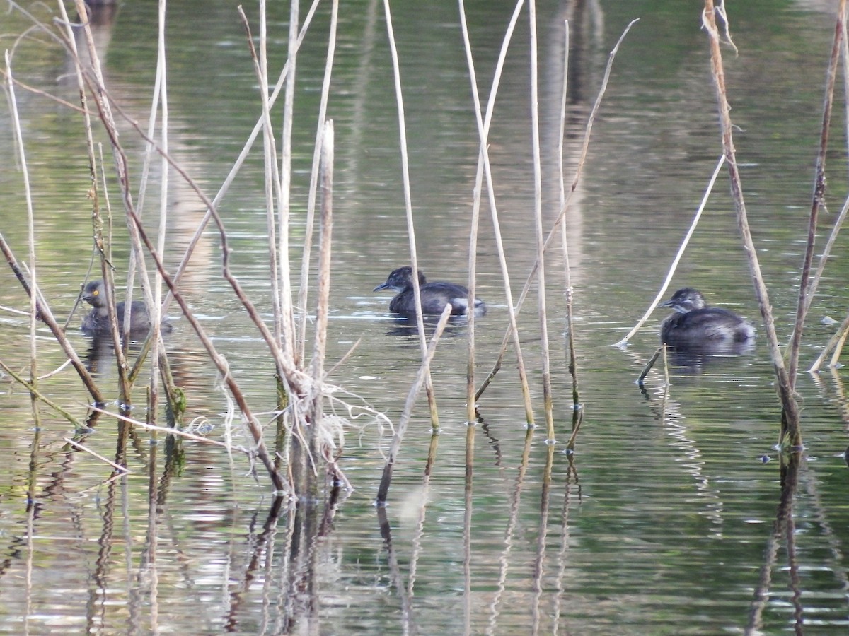 Least Grebe - Randolph "Casper" Burrows