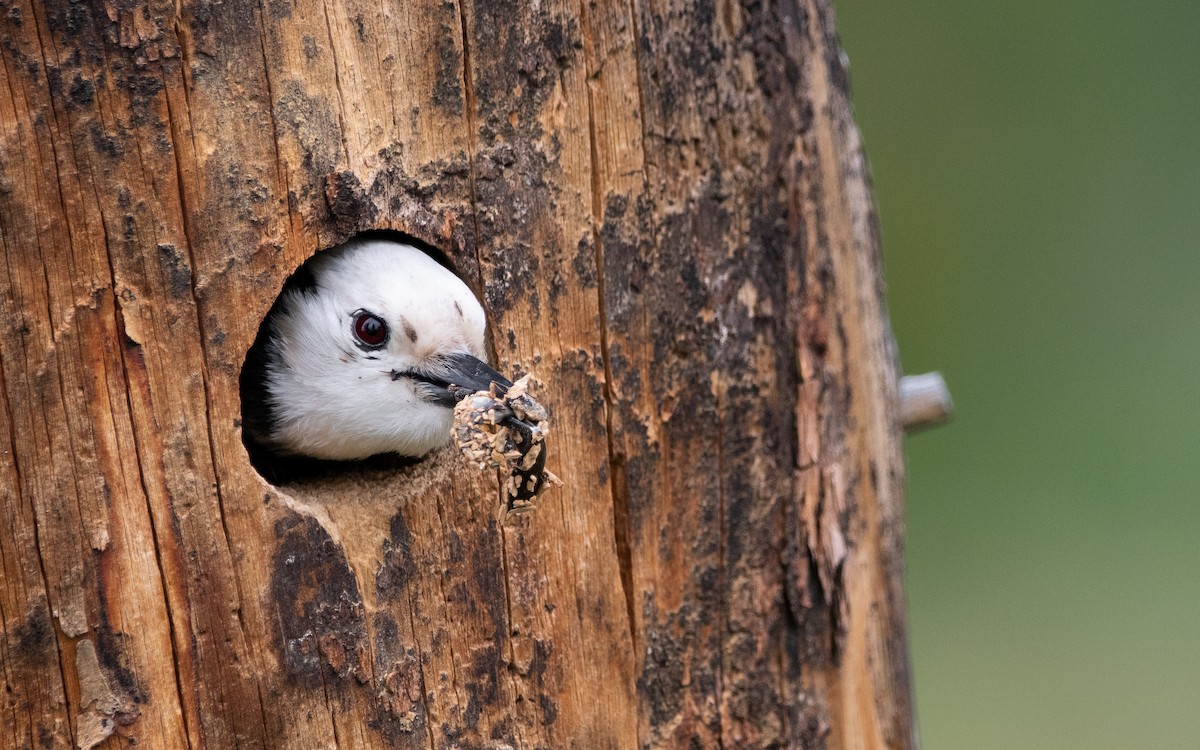 White-headed Woodpecker - ML480514411