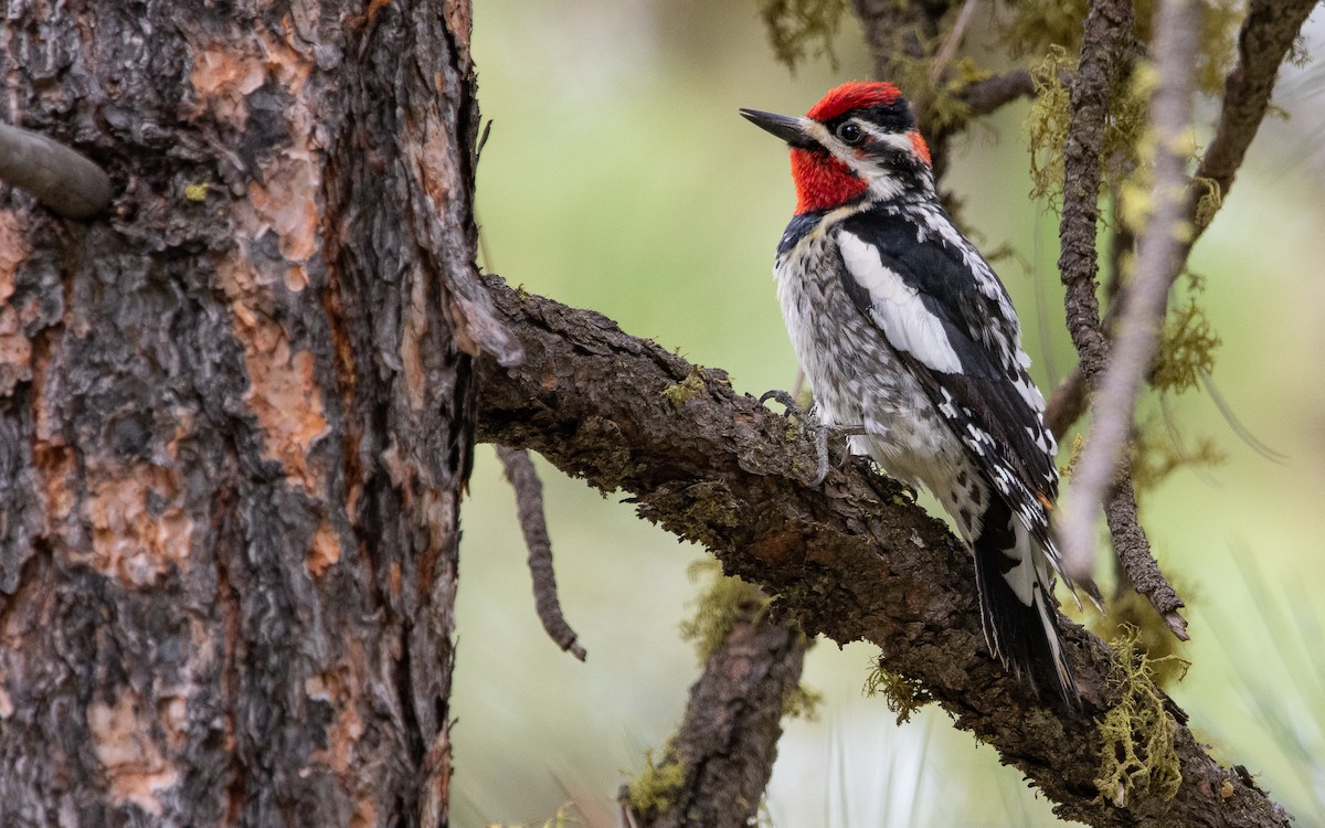 Red-naped Sapsucker - ML480514911