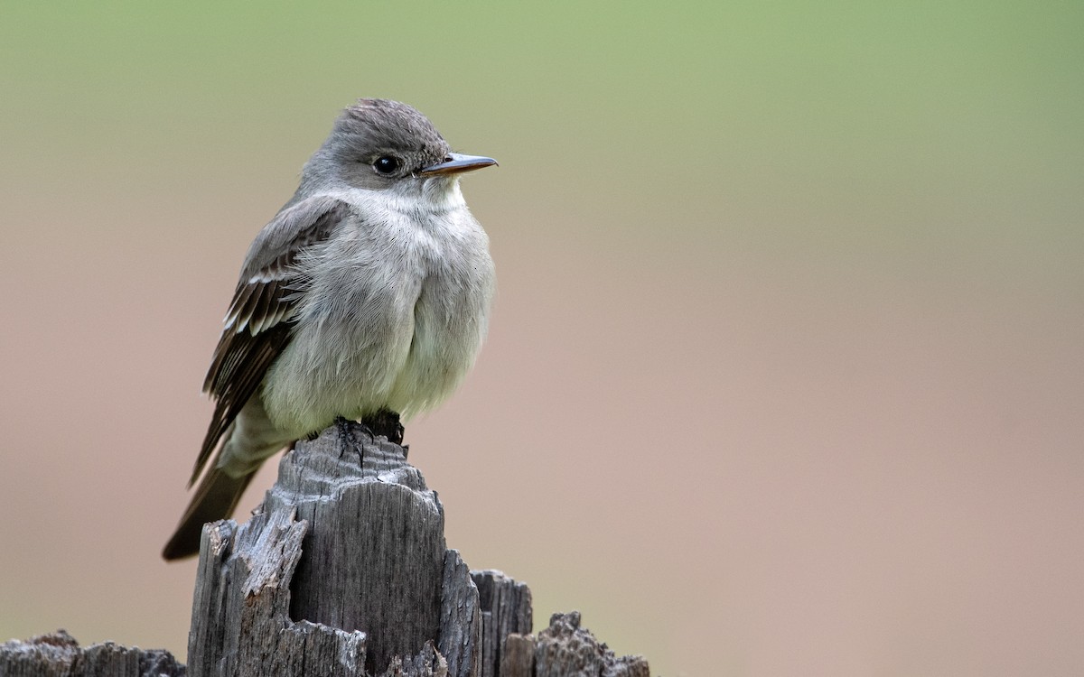 Western Wood-Pewee - ML480514941