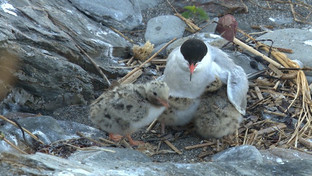 Common Tern - ML480515