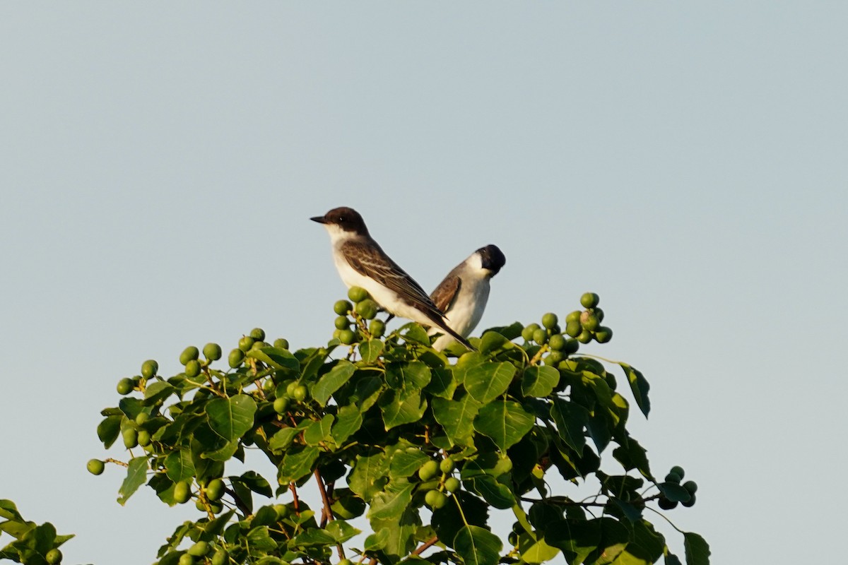 Eastern Kingbird - ML480518661