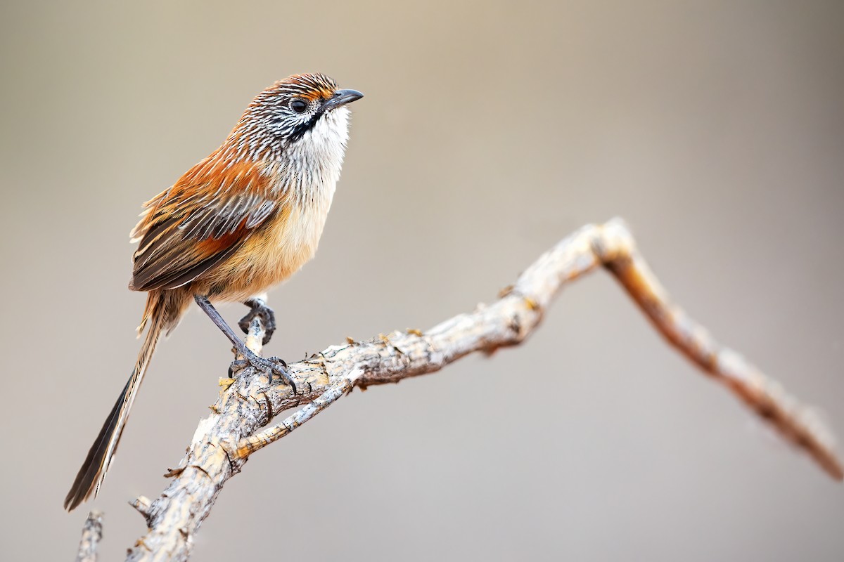 Sandhill Grasswren - JJ Harrison