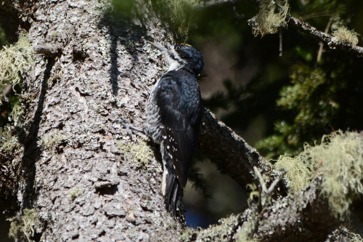 Black-backed Woodpecker - ML480519161