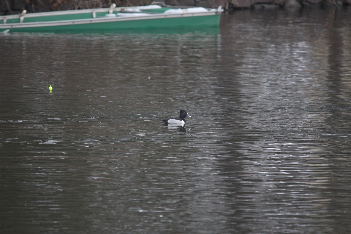 Ring-necked Duck - ML48051931