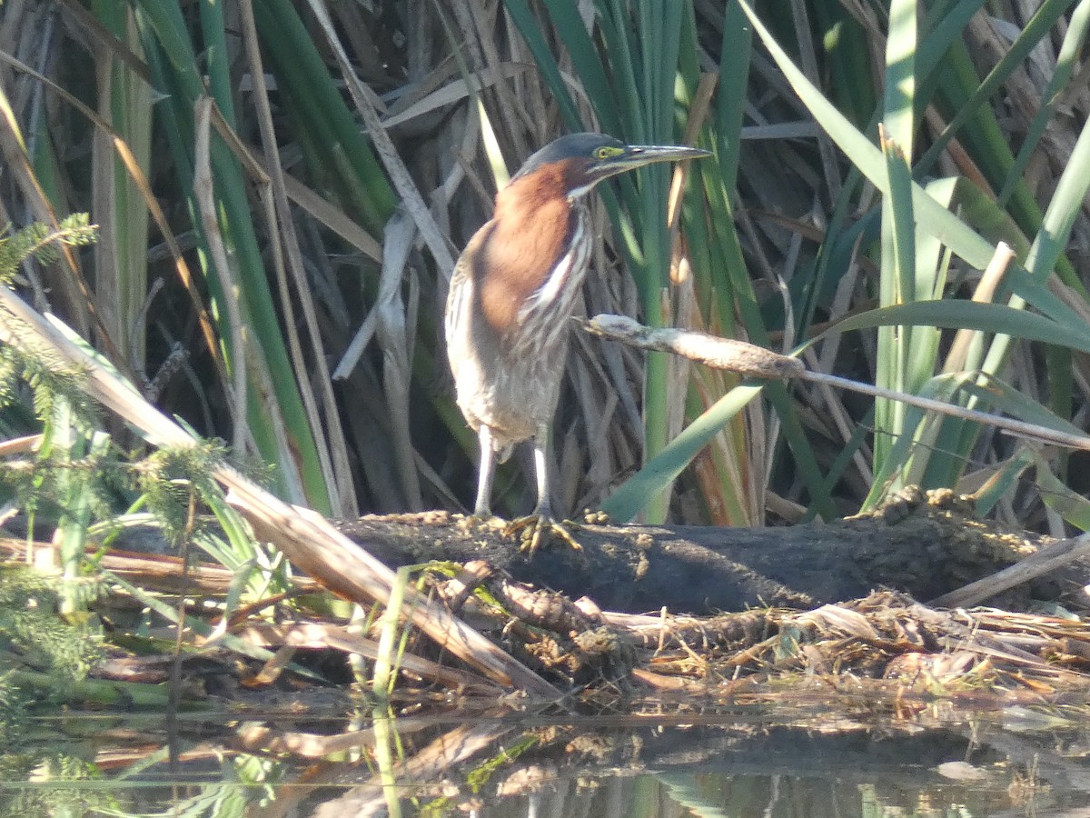 Green Heron - ML480519801