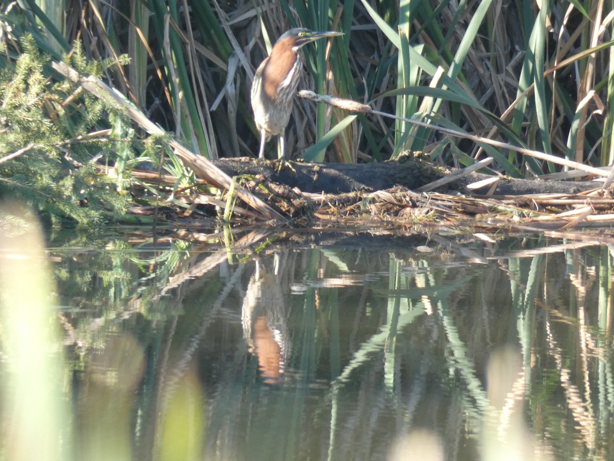 Green Heron - ML480519811