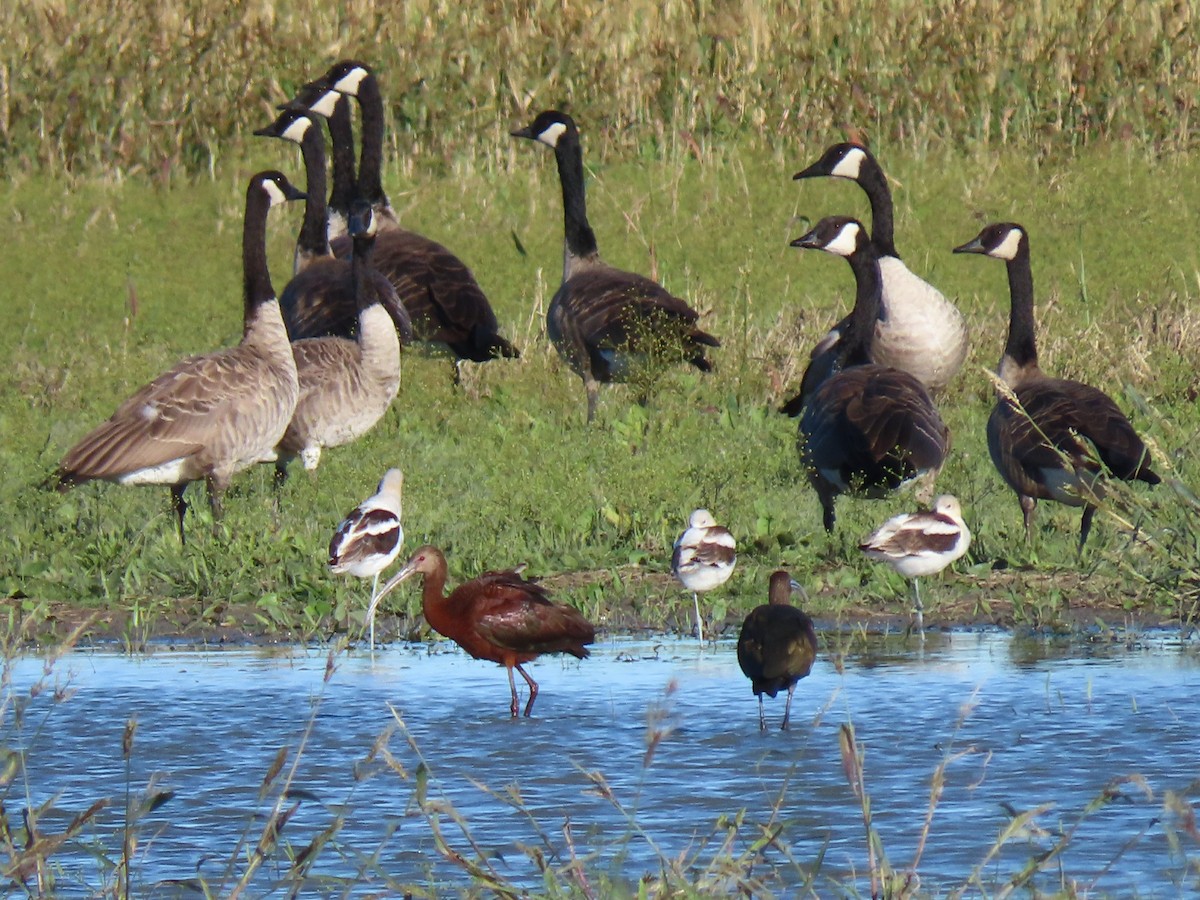 White-faced Ibis - ML480520201