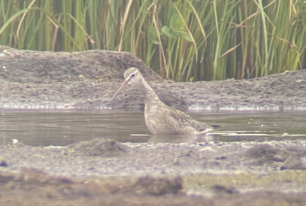 Spotted Redshank - ML480521681
