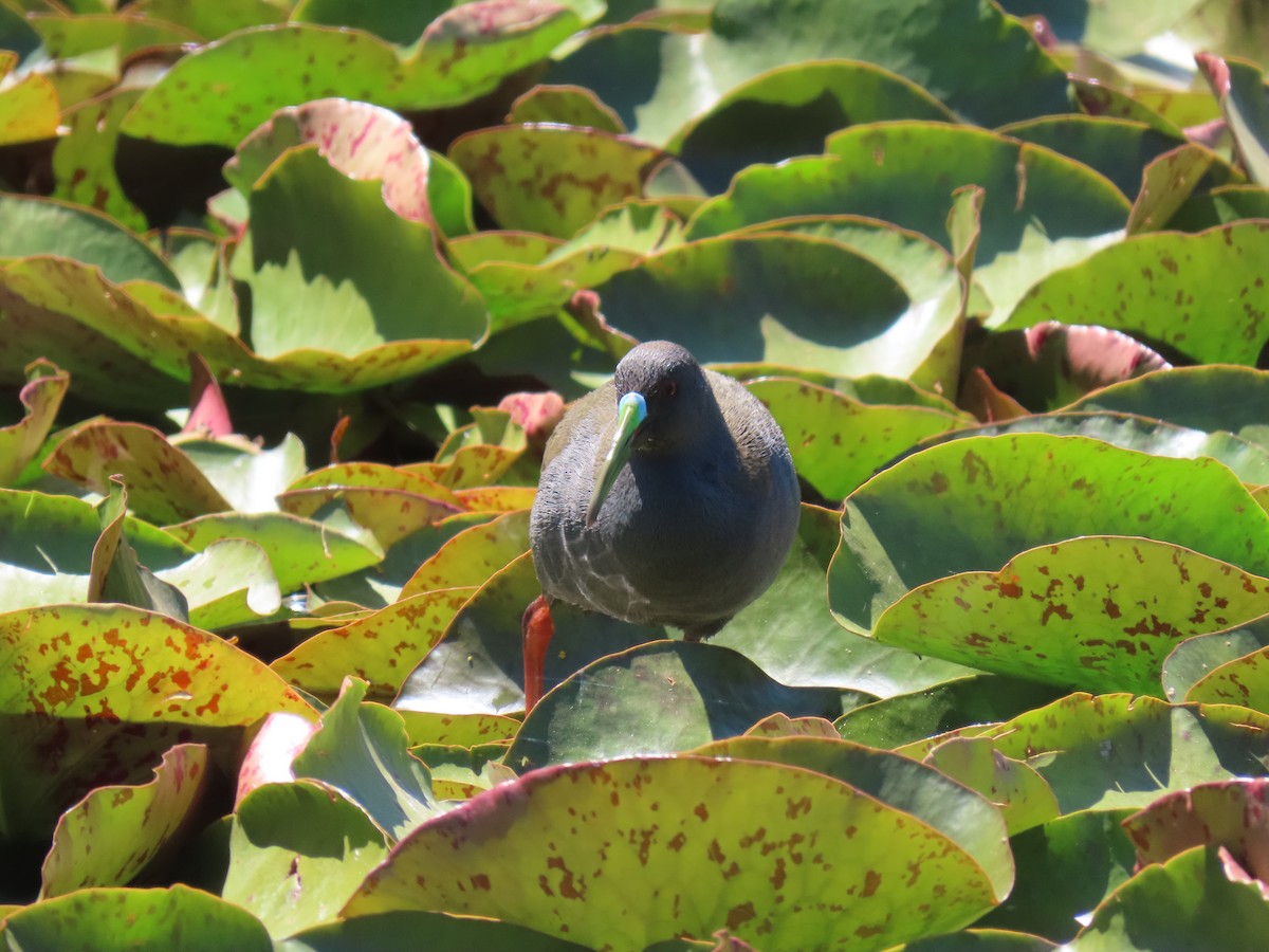 Plumbeous Rail - ML480522341