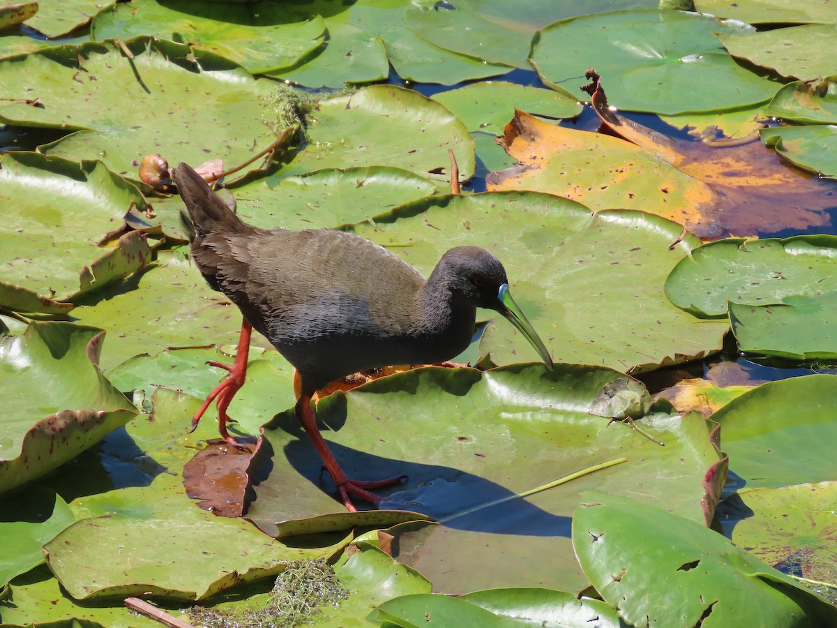 Plumbeous Rail - ML480522351