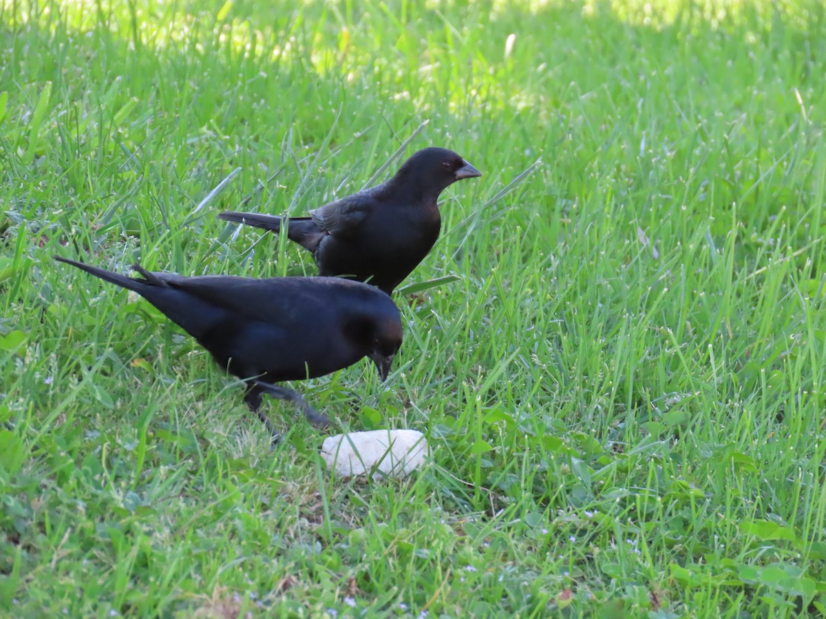 Screaming Cowbird - ML480522611