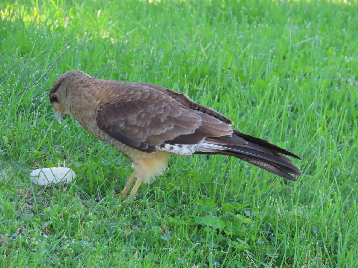 Chimango Caracara - ML480522901