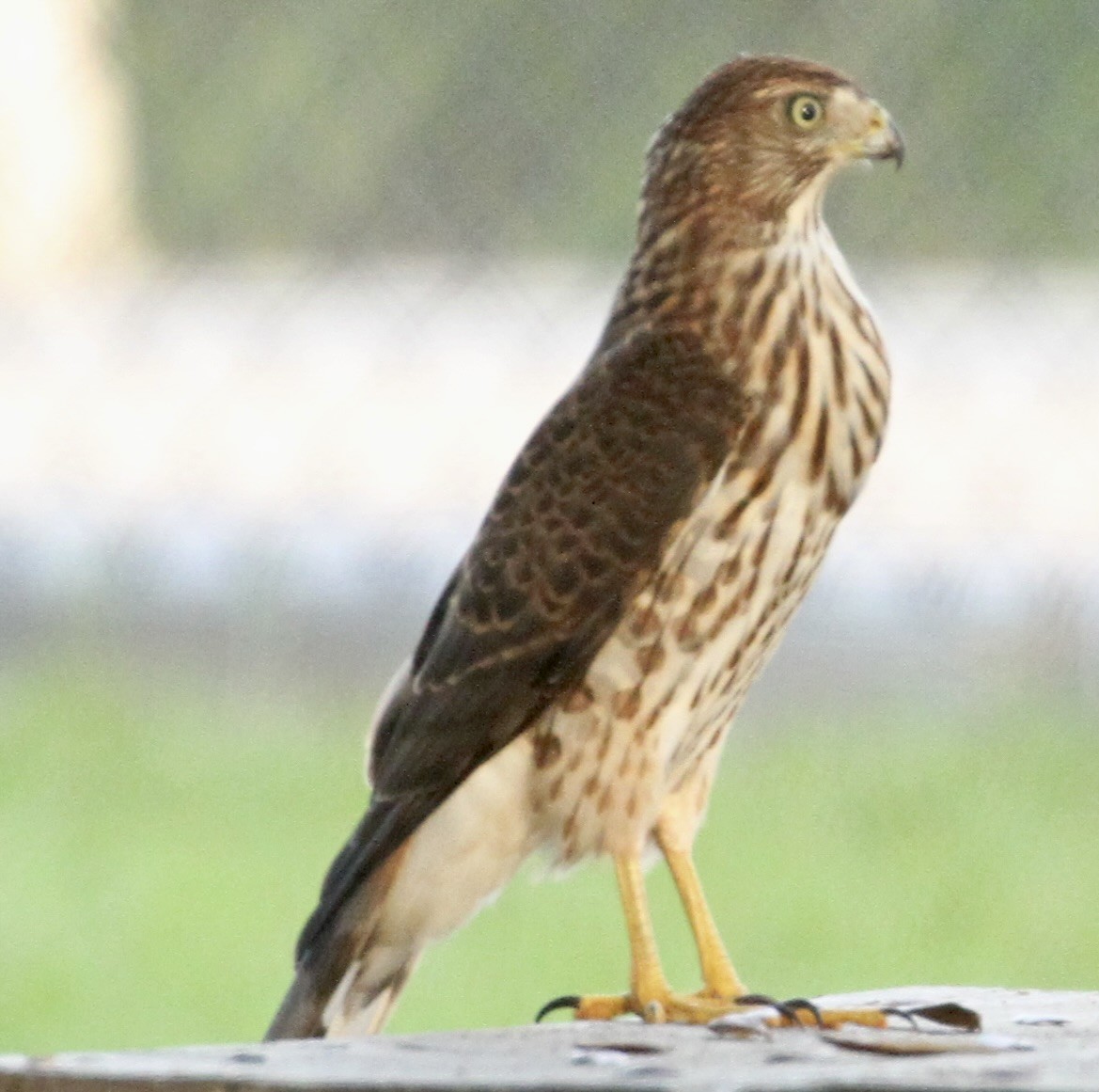 Cooper's Hawk - ML480523281