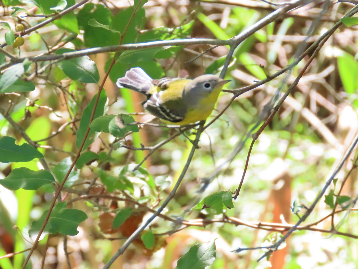 Magnolia Warbler - ML480524651