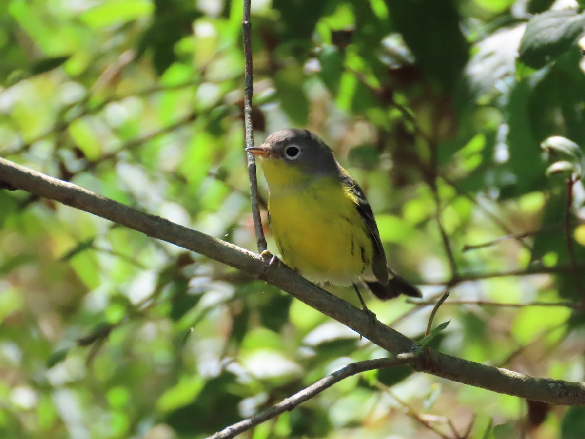 Magnolia Warbler - ML480524671