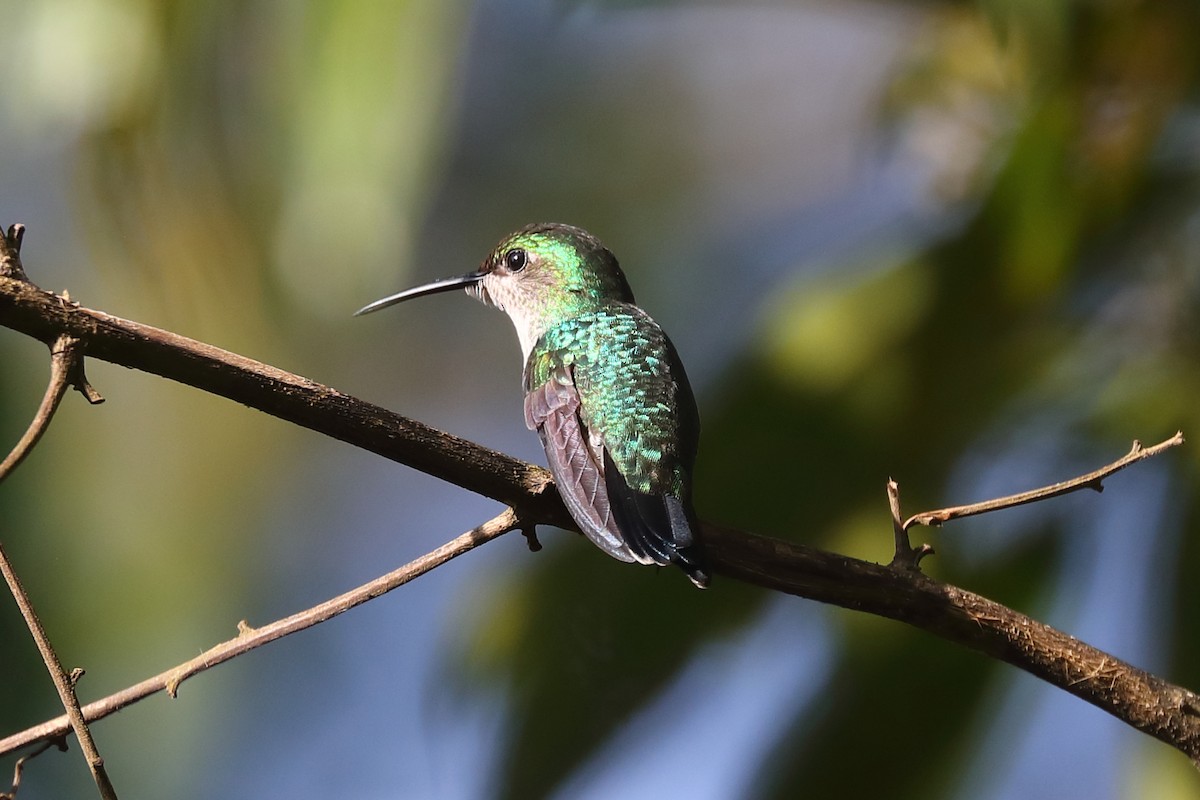 Fork-tailed Woodnymph - ML480525021