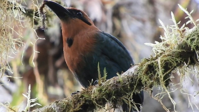 Broad-billed Motmot - ML480526281