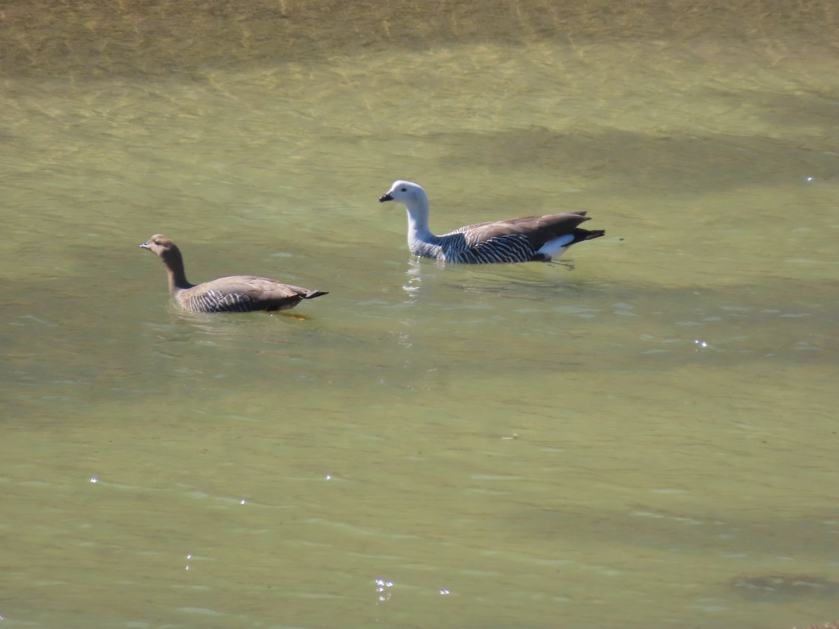 Upland Goose - Nelson Contardo