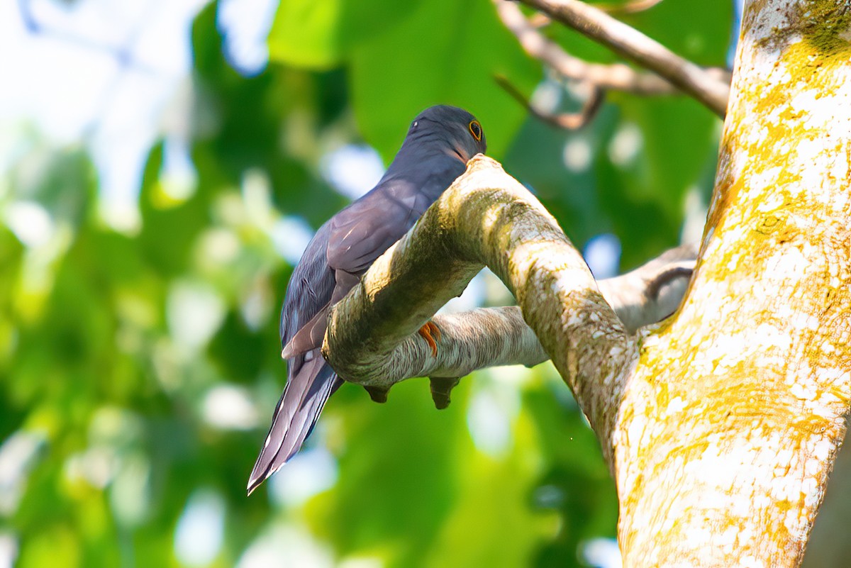 Red-chested Cuckoo - ML480528511