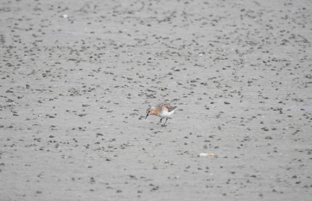 Red-necked Stint - ML480529041