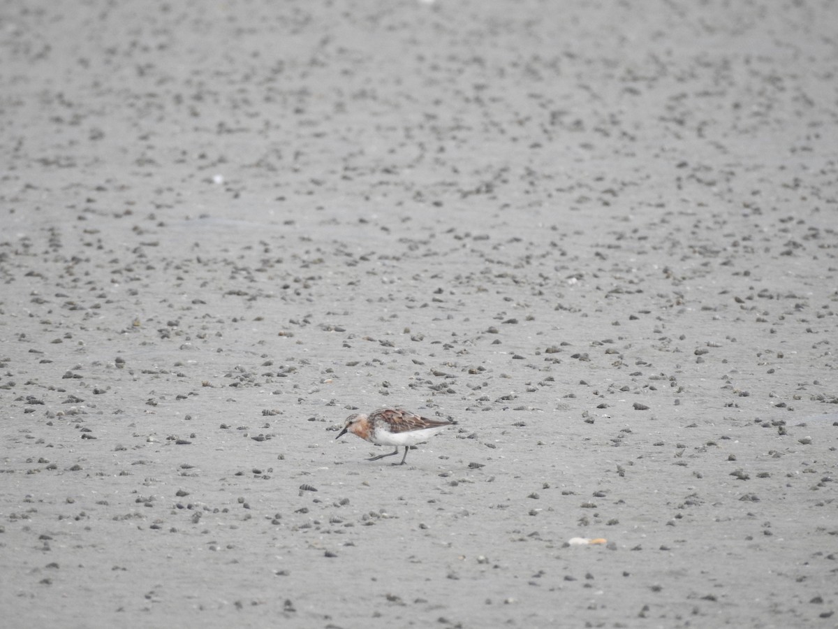 Red-necked Stint - ML480529051
