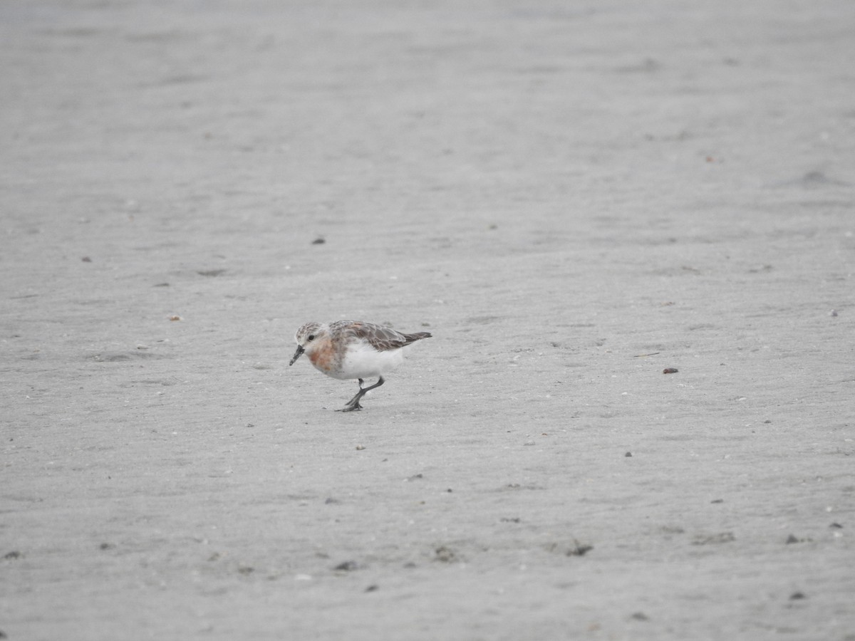 Red-necked Stint - ML480529061
