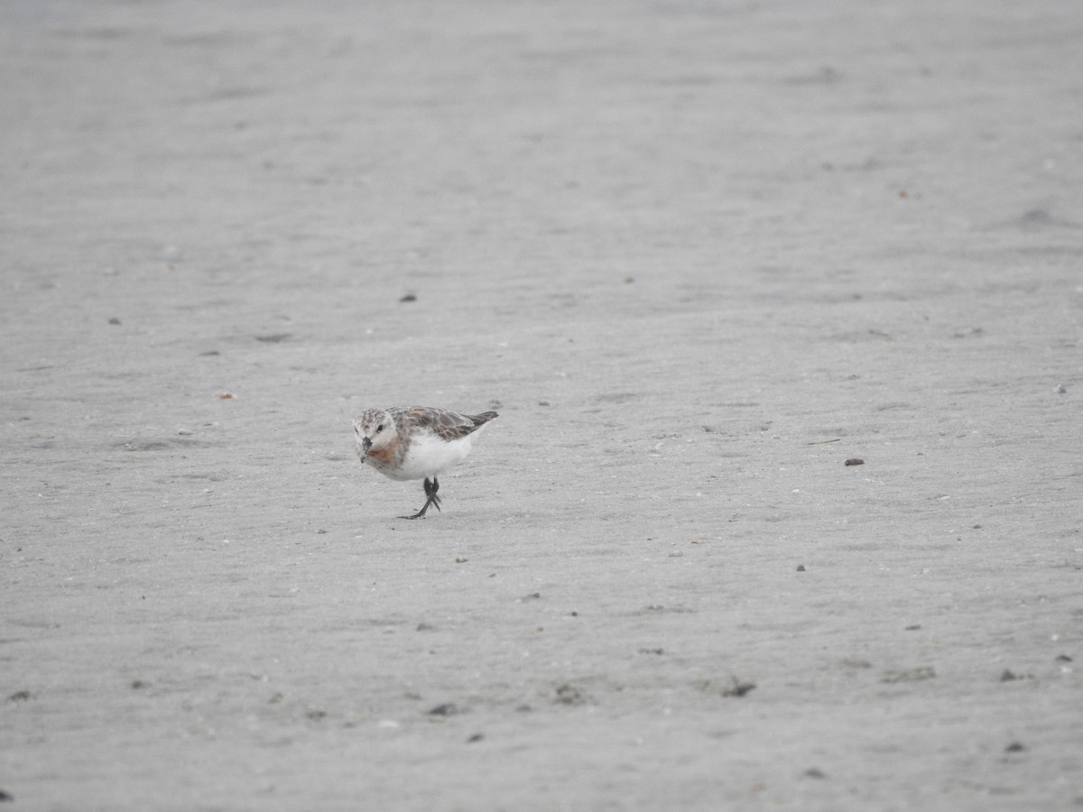 Red-necked Stint - ML480529071