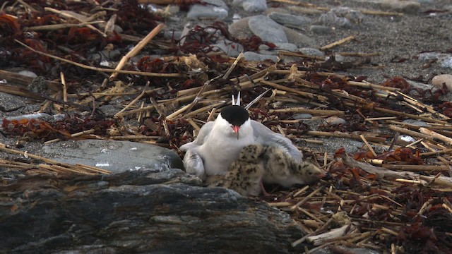 Common Tern - ML480530