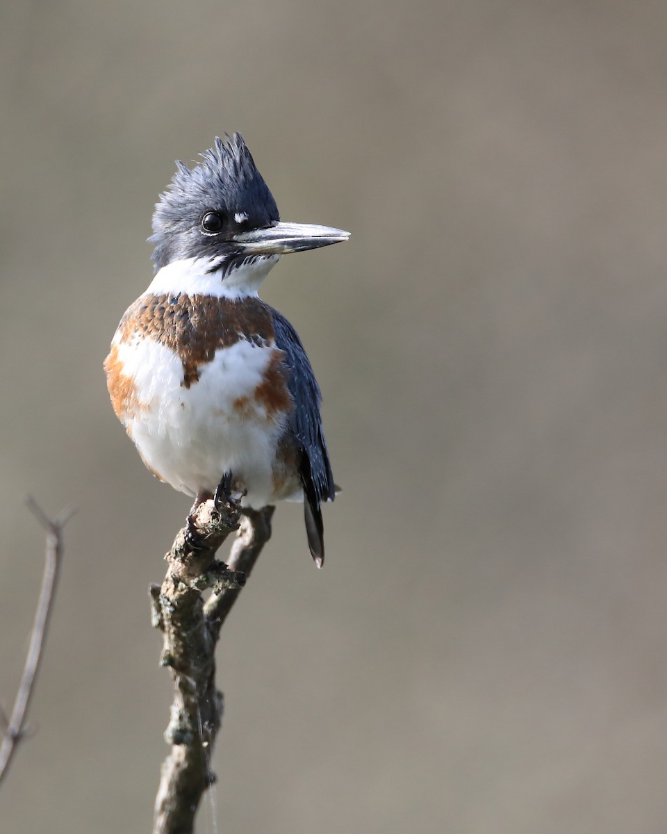 Belted Kingfisher - Mario St-Gelais