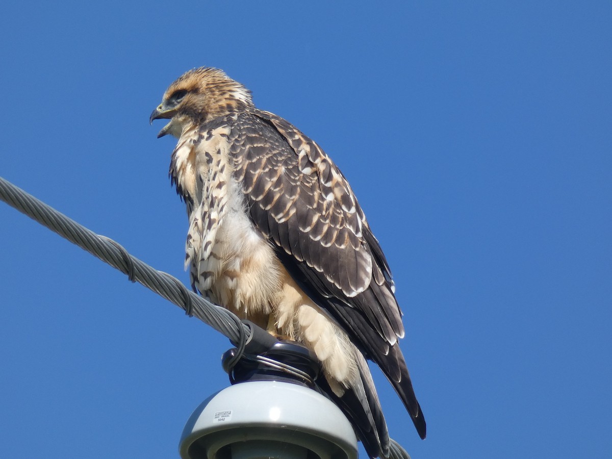 Swainson's Hawk - ML480530541