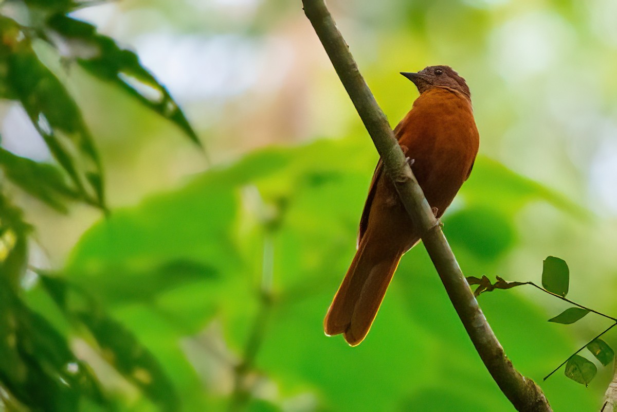 Rufous Flycatcher-Thrush - ML480531061