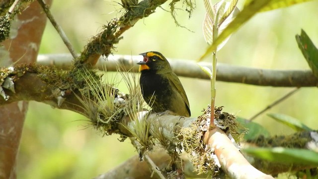 Yellow-faced Grassquit - ML480531121