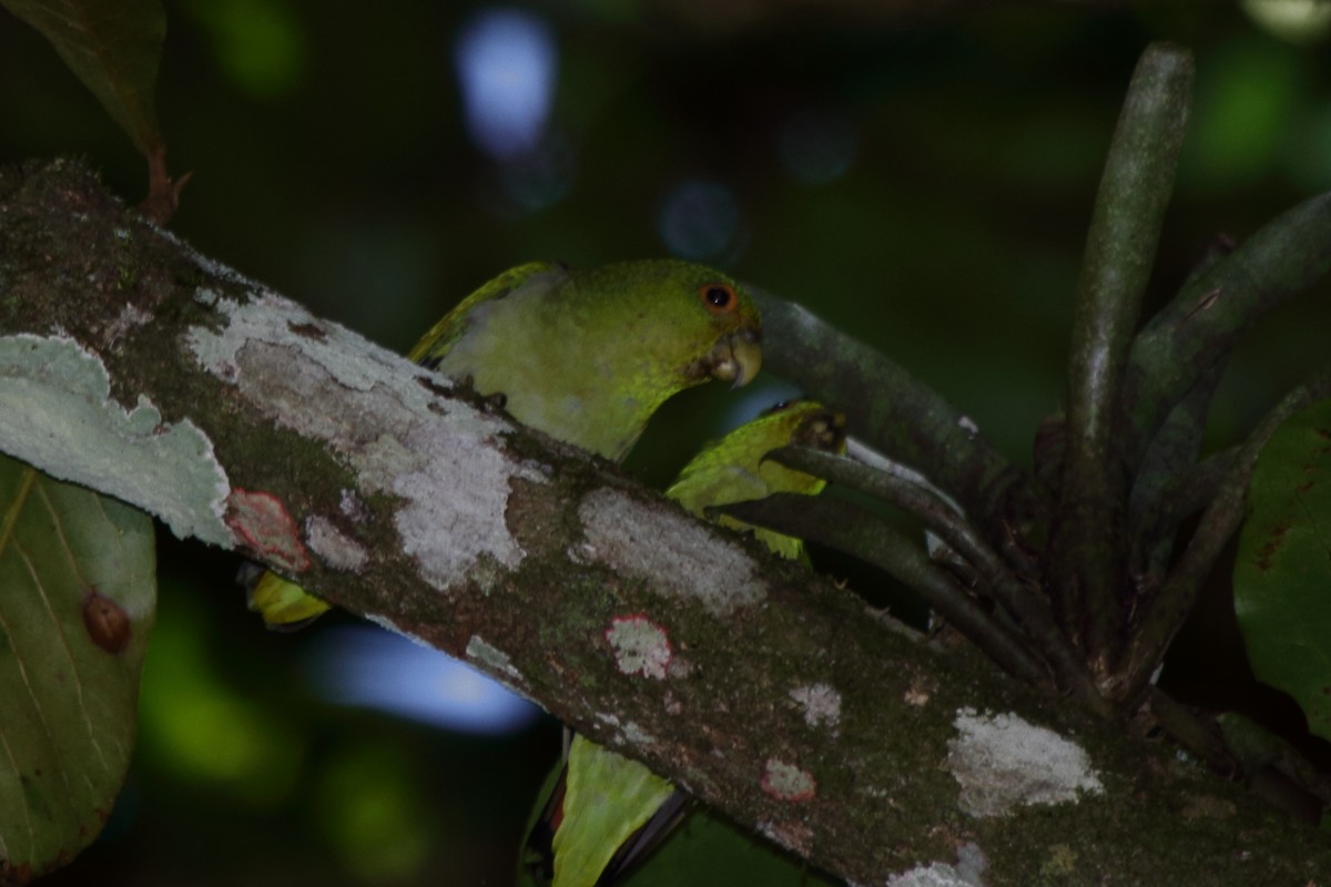 Brown-backed Parrotlet - Fabio Olmos