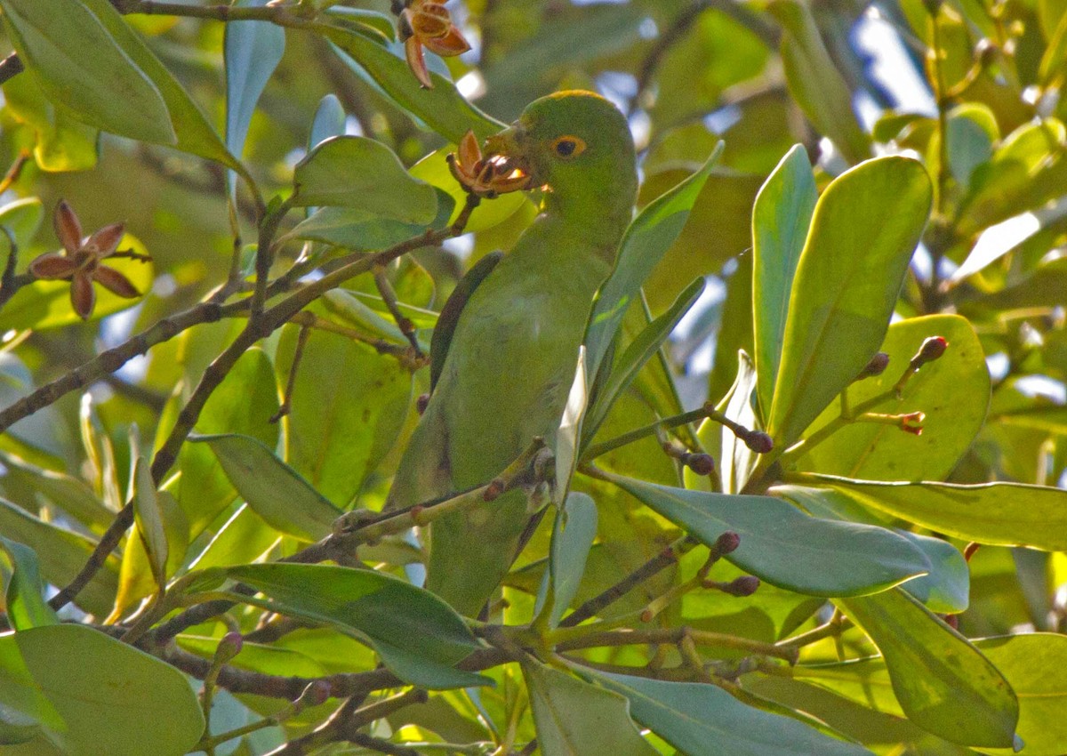 Brown-backed Parrotlet - Fabio Olmos