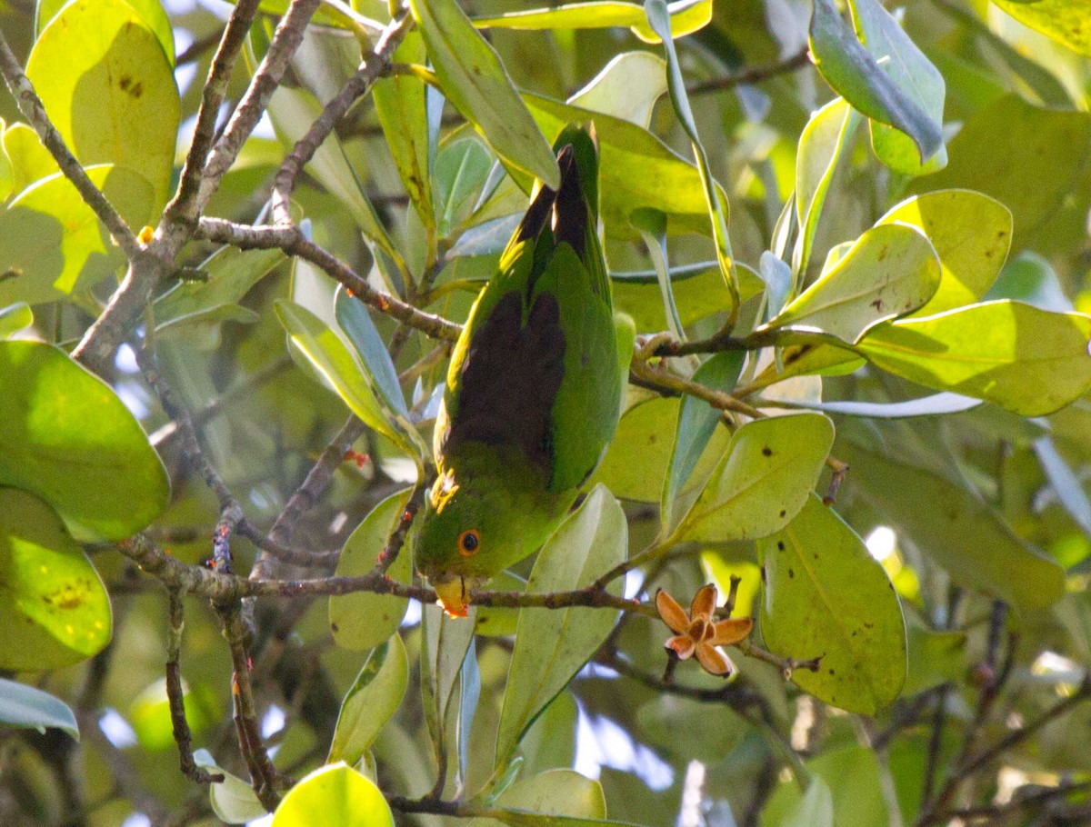 Brown-backed Parrotlet - Fabio Olmos