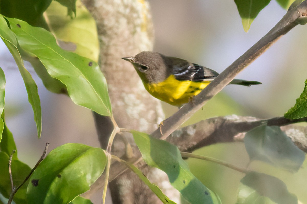 Magnolia Warbler - ML480533721