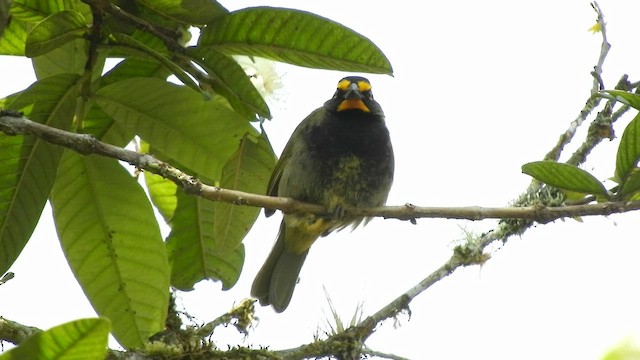 Yellow-faced Grassquit - ML480533821