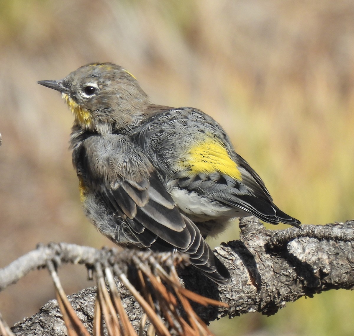 Yellow-rumped Warbler - ML480534421