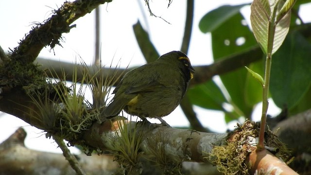 Yellow-faced Grassquit - ML480534451