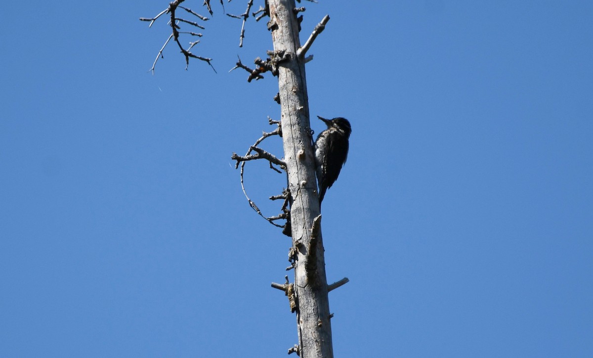American Three-toed Woodpecker - ML480535371