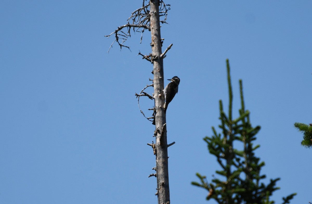 American Three-toed Woodpecker - ML480535381