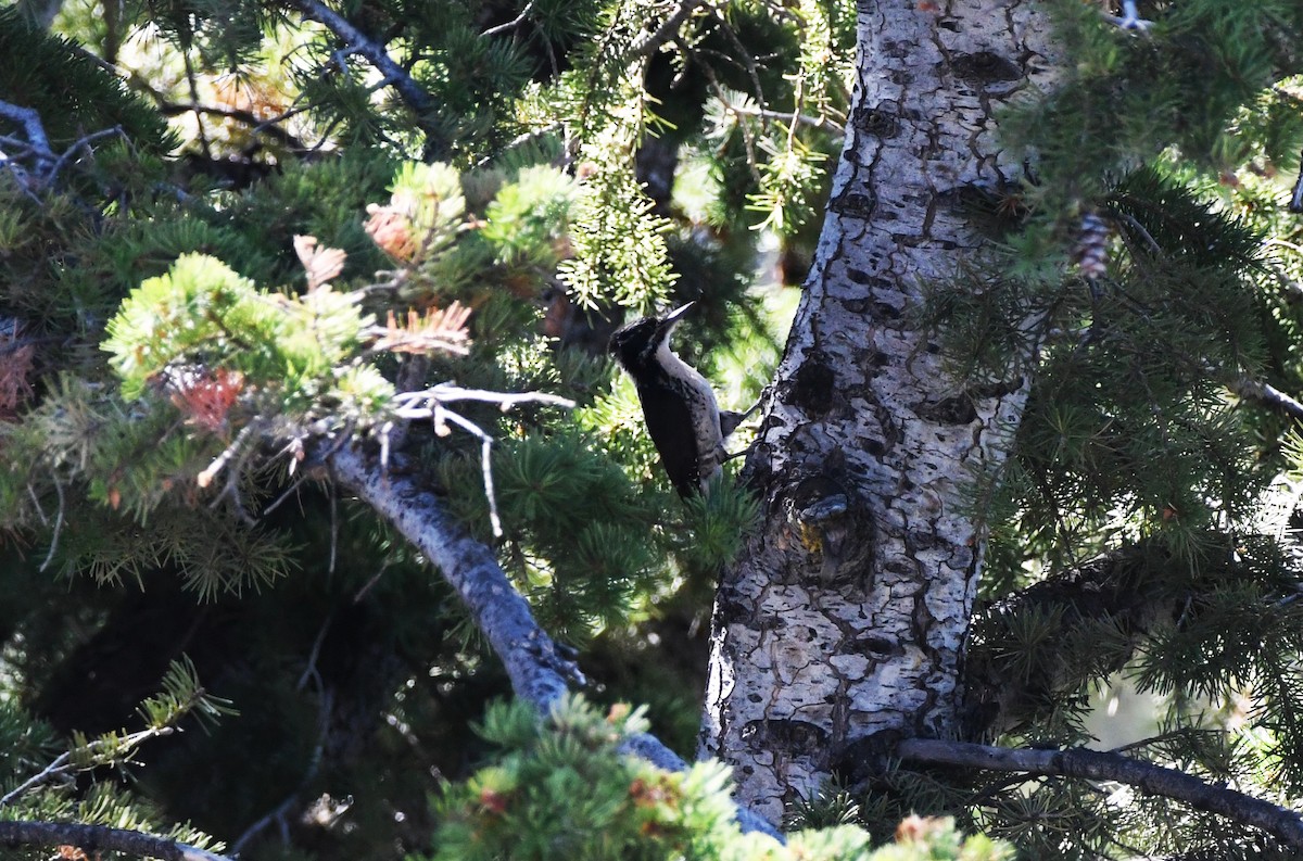 American Three-toed Woodpecker - ML480535391